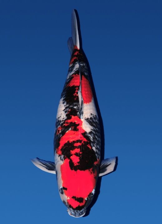 Japanse koi Momotaro Showa Mako Rokusai + 80 cm Female