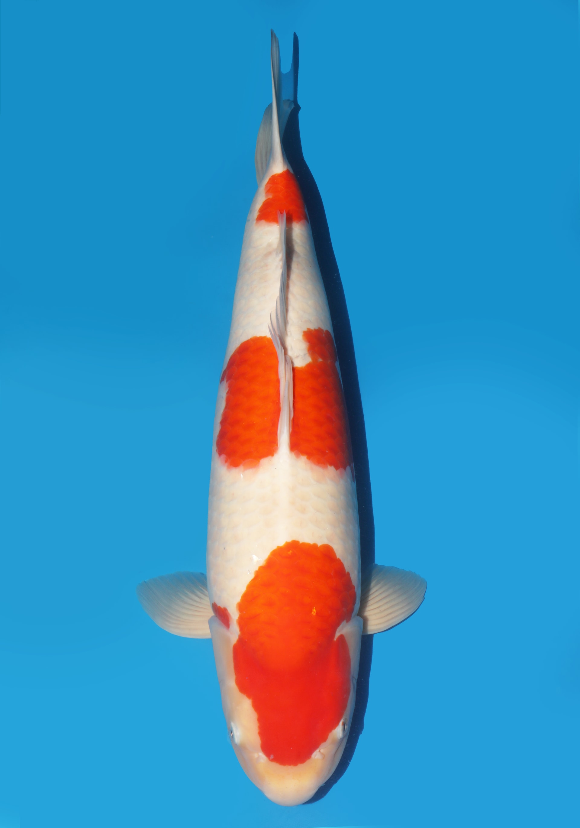 Japanse koi te koop Dainichi Toyota Kohaku Kinsen Gosai 60 cm Female