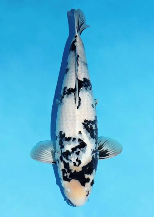 Japanse koi Omosako Shiro-utsuri Black Panda Gosai 66 cm Female