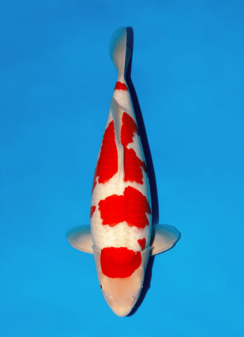 Japanse koi Momotaro Kamuy  Kohaku Tosai 49cm