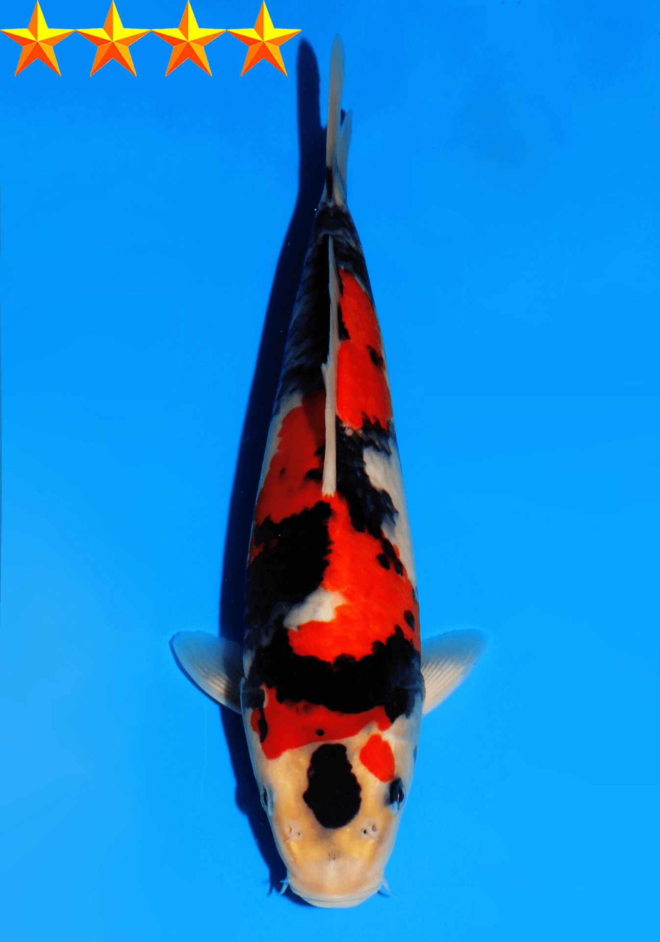 Japanse koi Dainichi Showa SuperMonster Yonsai 25 cm Unknown