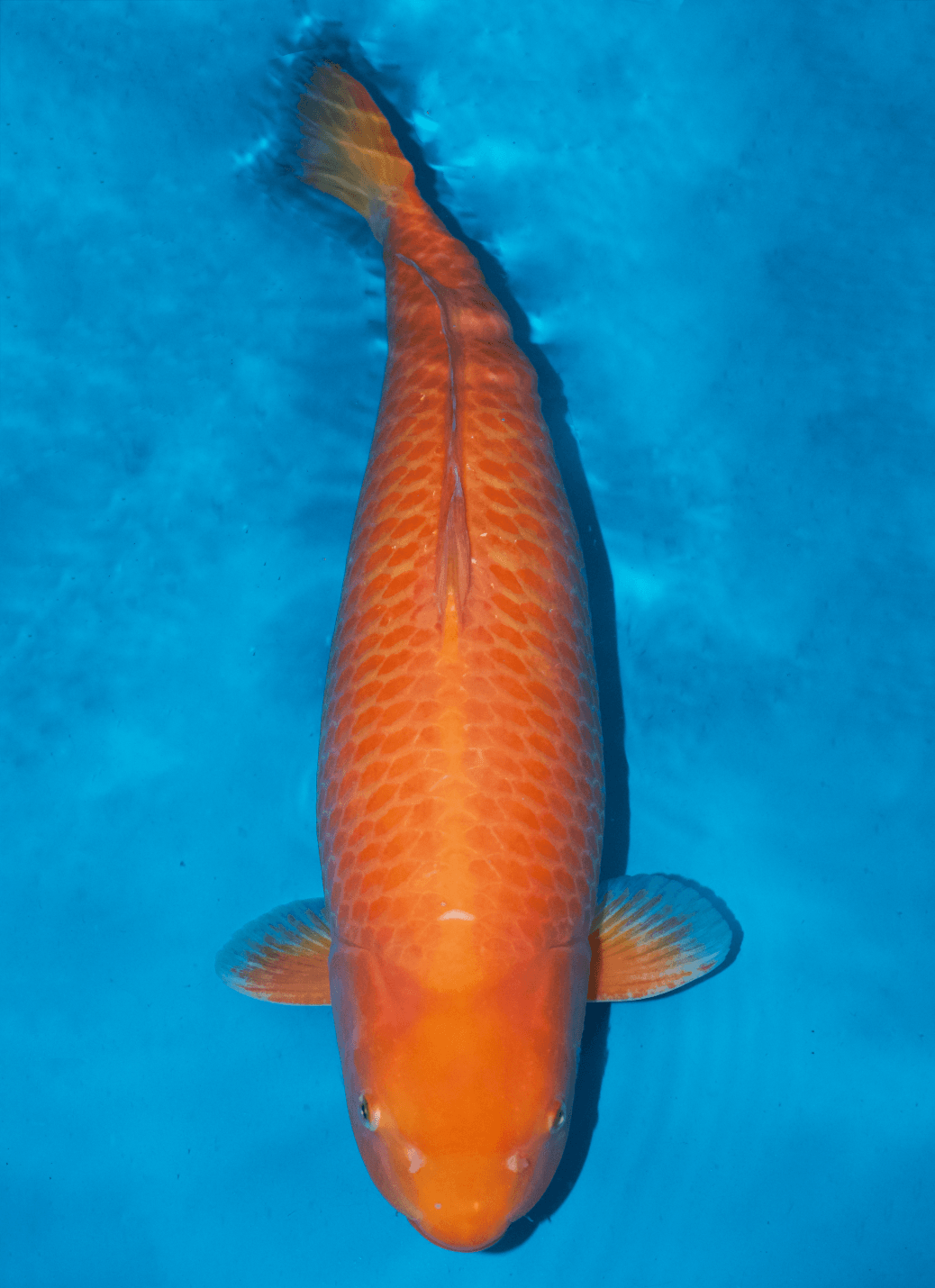 Japanse koi Marusei Karashigoi Rokusai + 76 cm Female