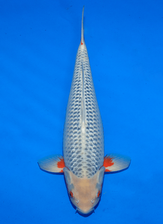 Japanse koi Ogata Asagi Oya Yonsai 62 cm Male
