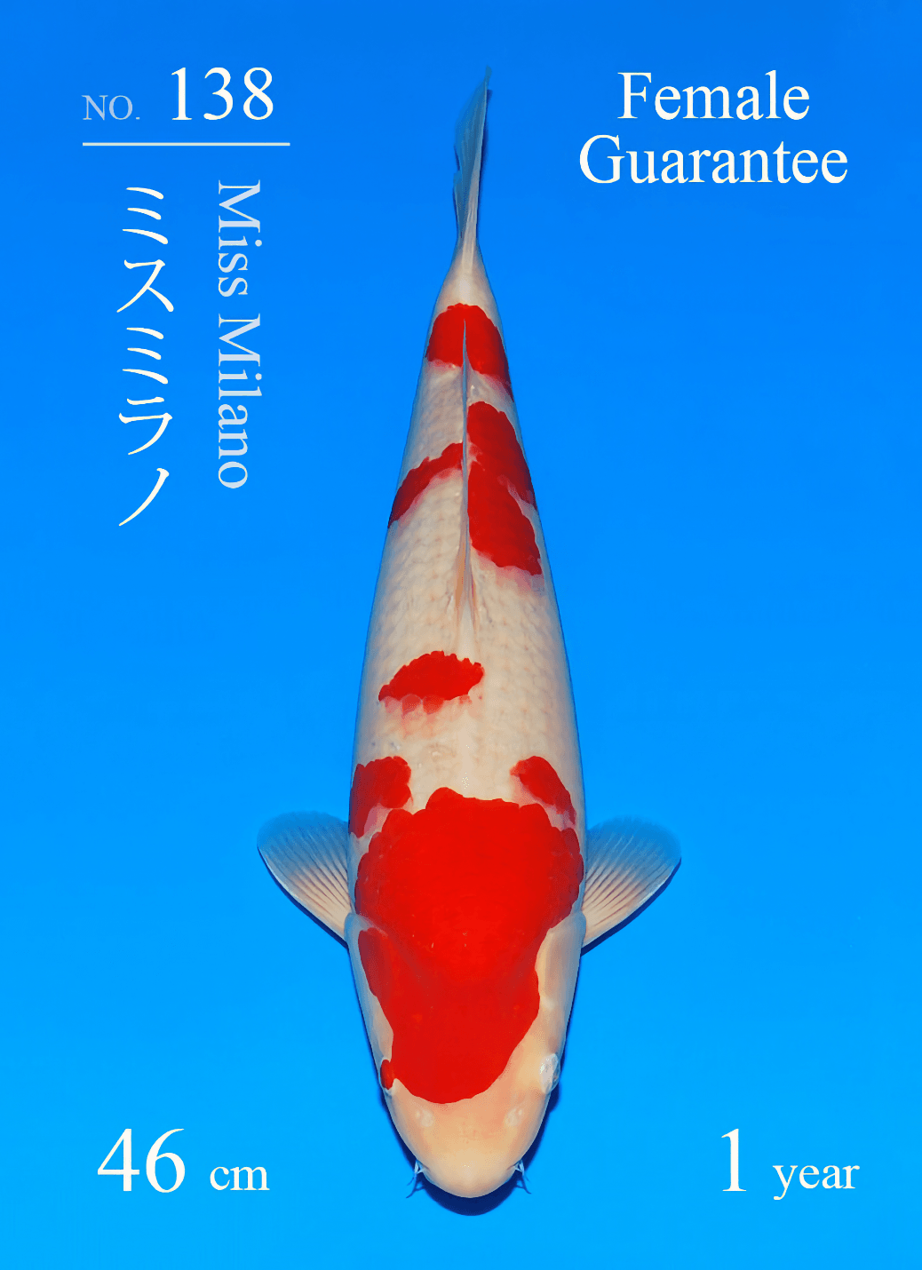 Japanse koi Sakai Fish Farm Miss Milano  Kohaku Tosai 46cm