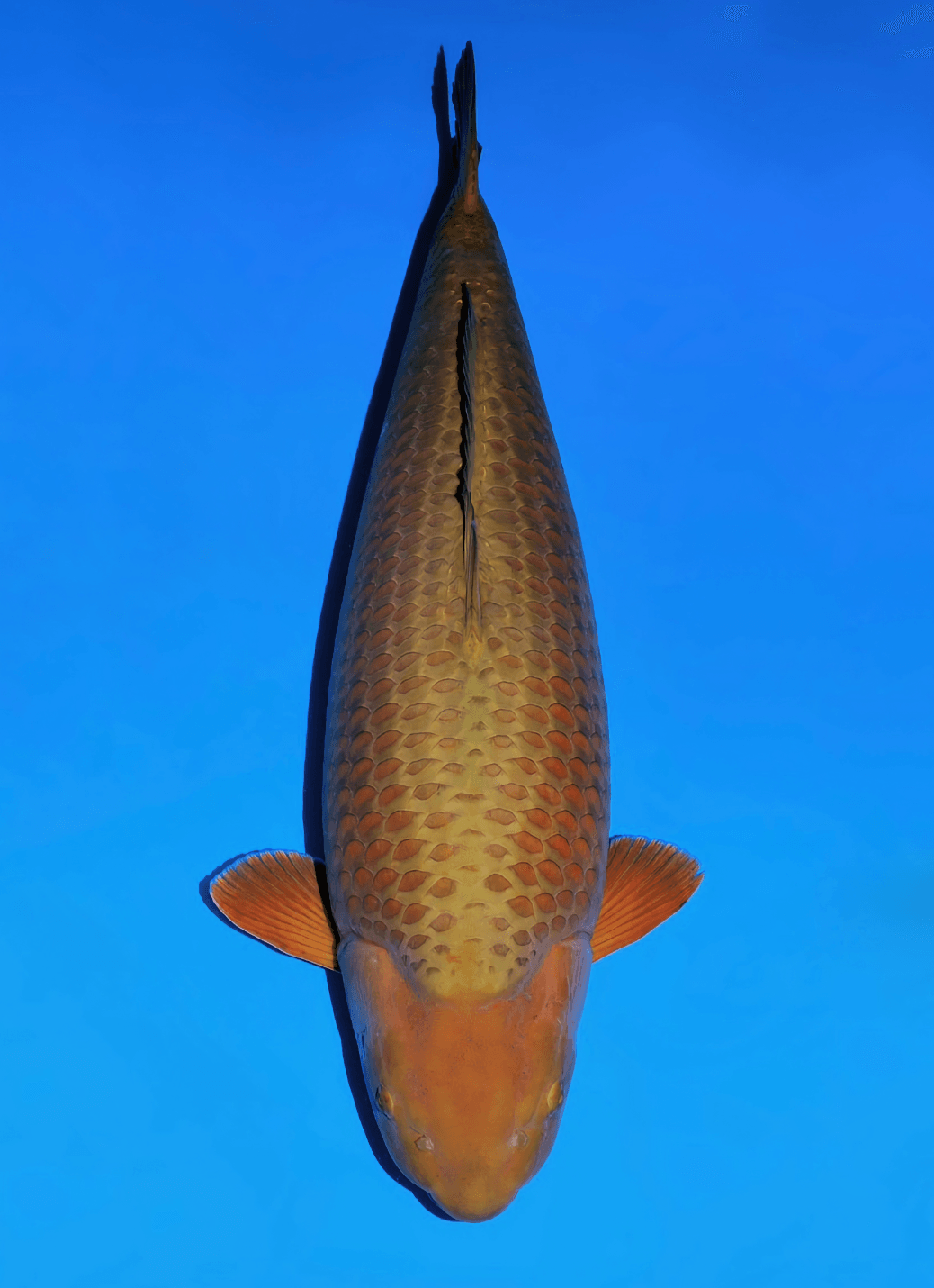 Japanse koi Sakai Fish Farm Yellow Magic  Chagoi Gosai 85cm