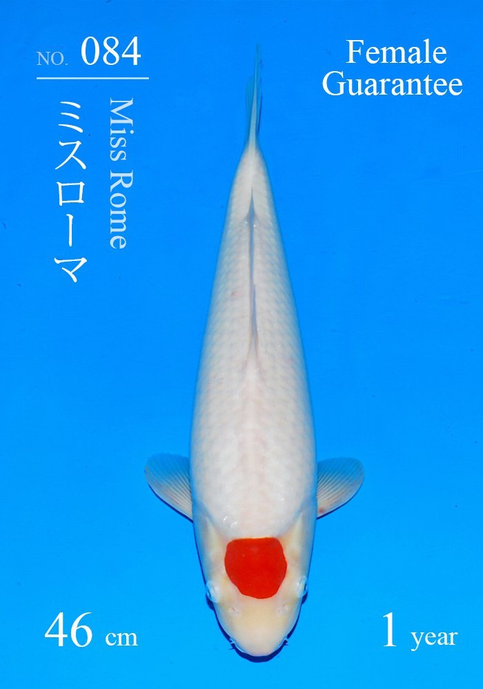 Japanse koi Sakai Fish Farm Miss Rome  Kohaku Tosai 46cm