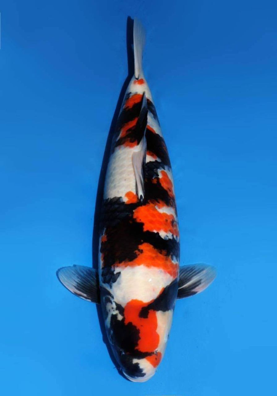 Japanse koi Dainichi Showa SuperMonster Rokusai + 74 cm Female