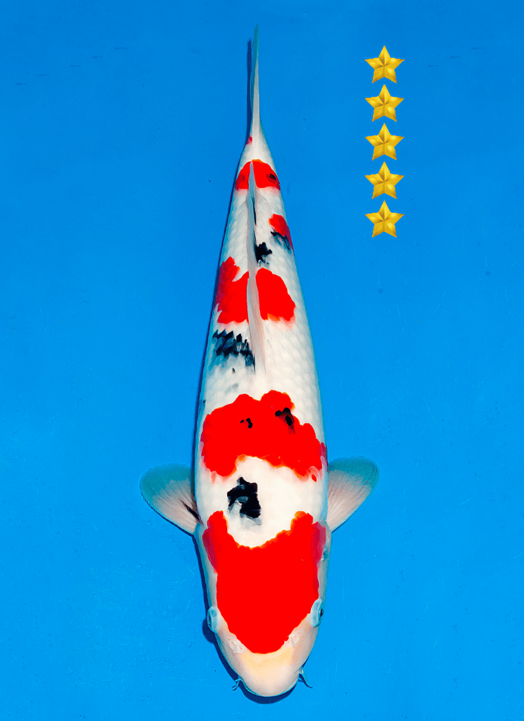 Japanse koi Ogata Sanke Sakai Tosai 41 cm Male