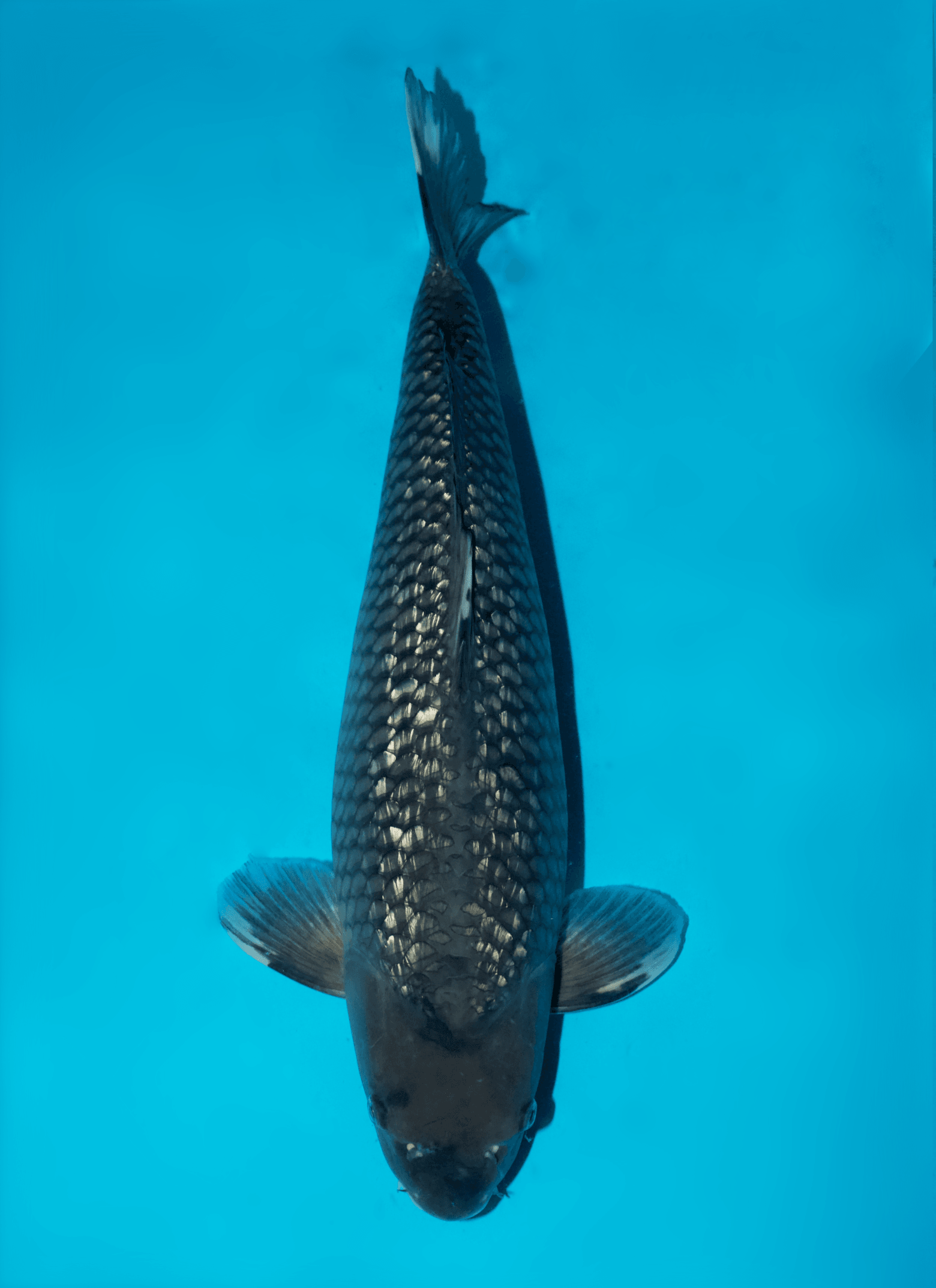 Japanse koi Dainichi Ginrin Soragoi BlackDiamondX Gosai 58 cm Female