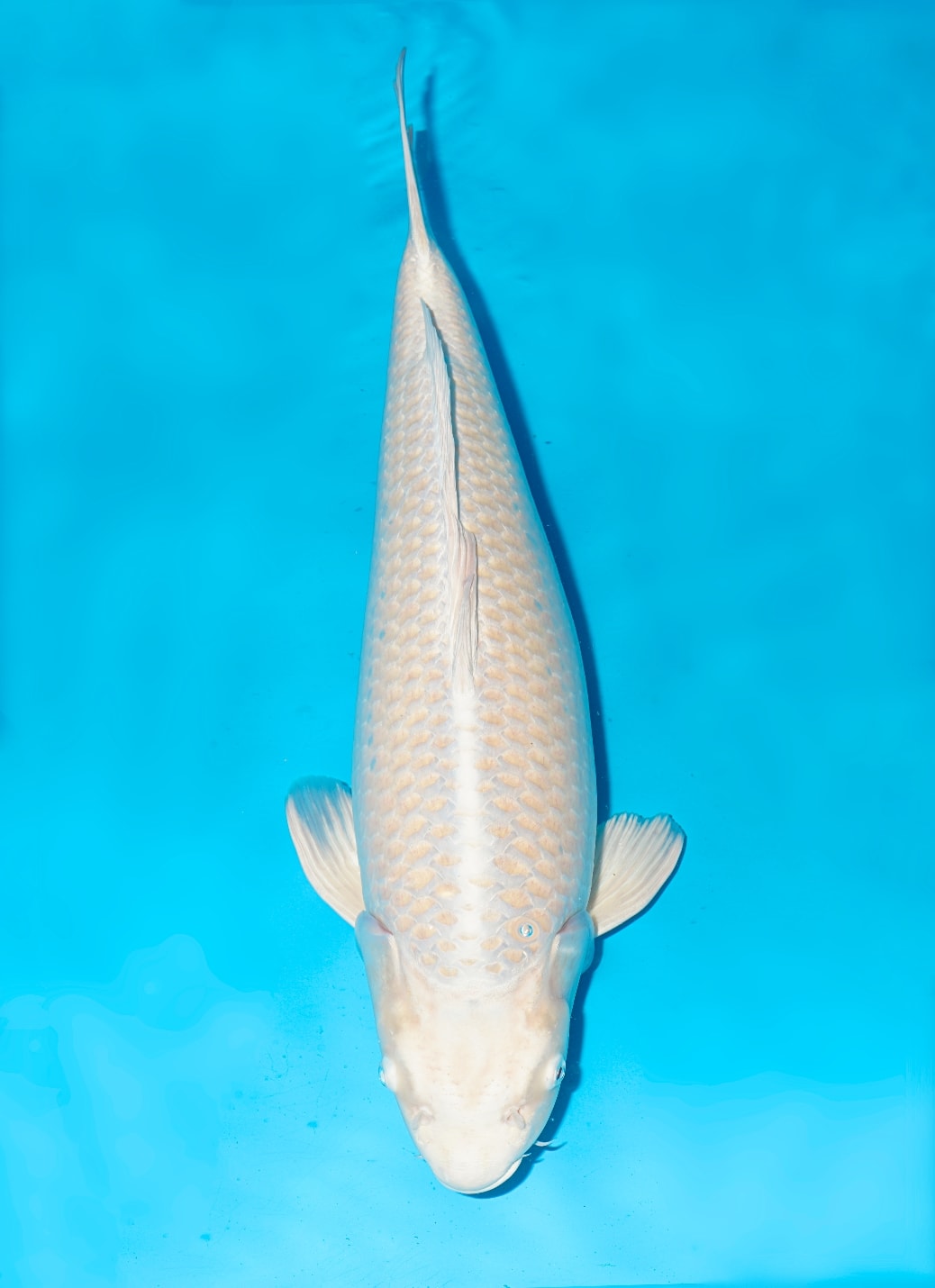 Japanse koi Momotaro Metallic Mukashi Ogon Yonsai 62 cm Female