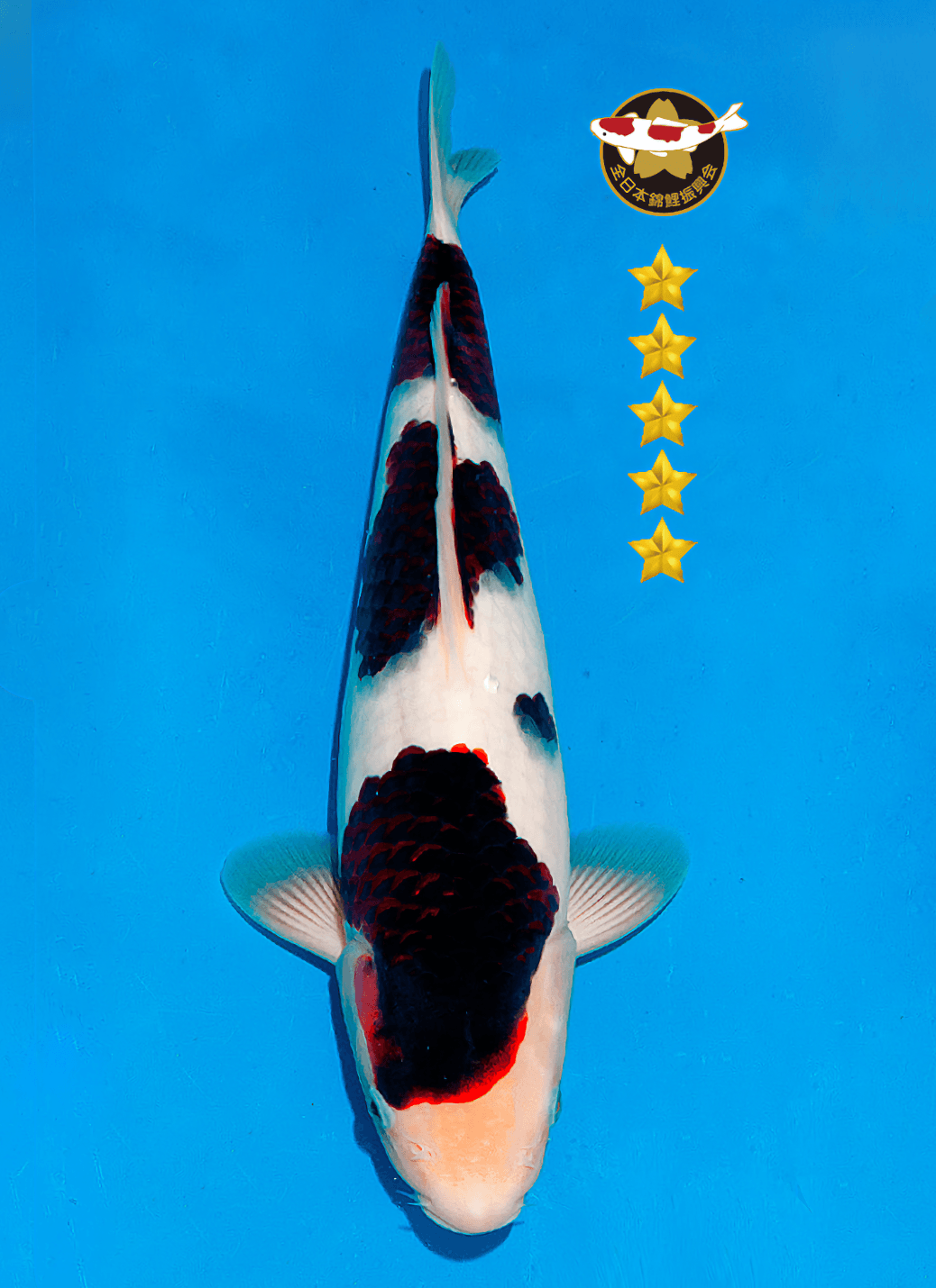 Japanse koi Ogata Goromo BlackBudo Tosai 37 cm Female