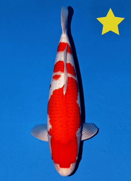 Japanse koi Momotaro Kohaku TM Kohaku Rokusai + 61 cm Female