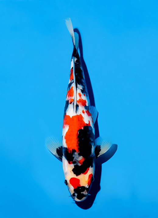 Japanse koi Ogata Showa Isa Gosai 23 cm Unknown