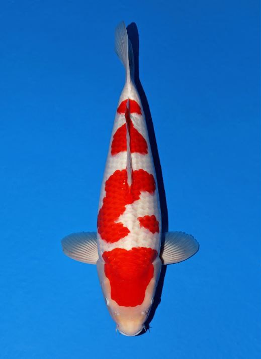 Japanse koi Momotaro Kohaku Rokusai + 73 cm Female