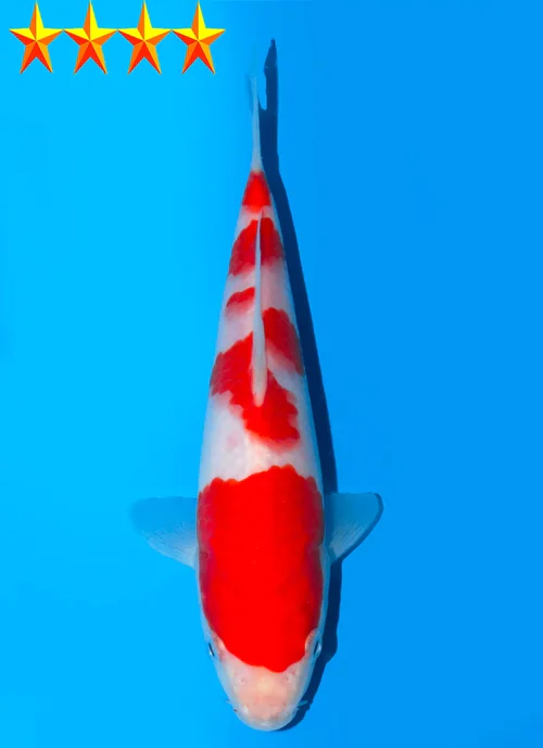 Japanse koi Dainichi Toyota Kohaku Gosai 16 cm Unknown