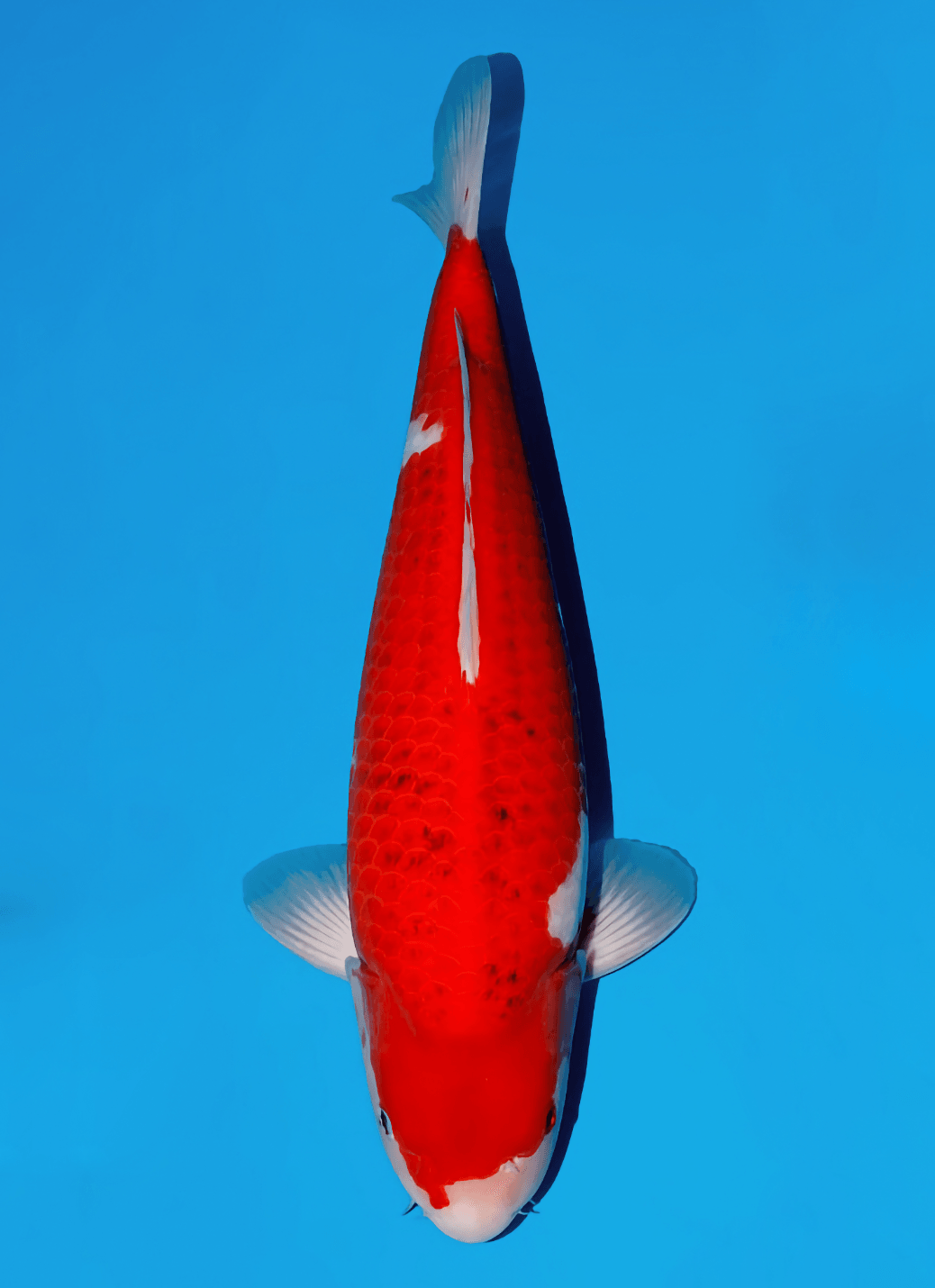 Japanse koi Momotaro Kamuy  Goromo Tosai 53cm