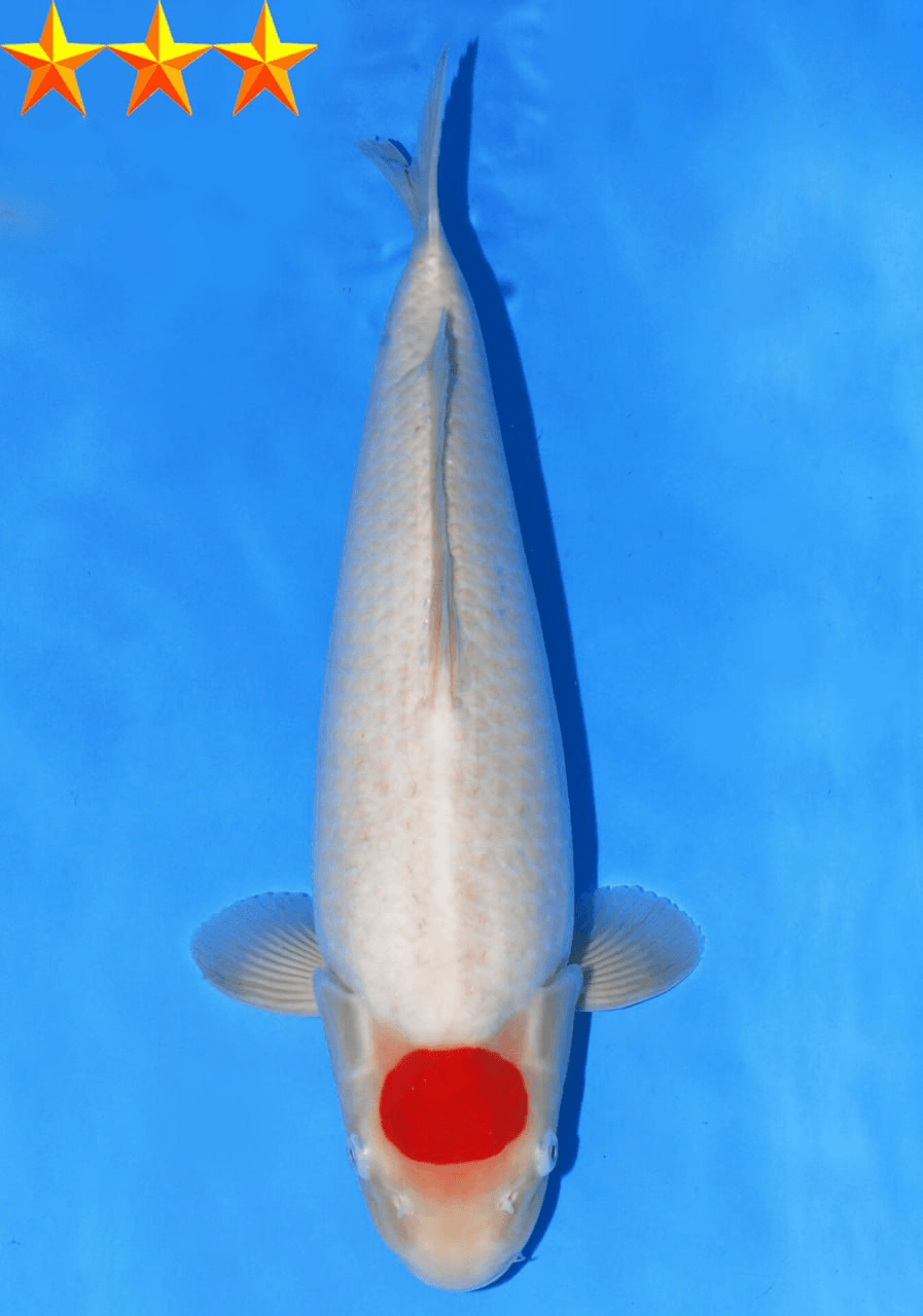 Japanse koi Dainichi Toyota Kohaku Kinsen Gosai 47 cm Female