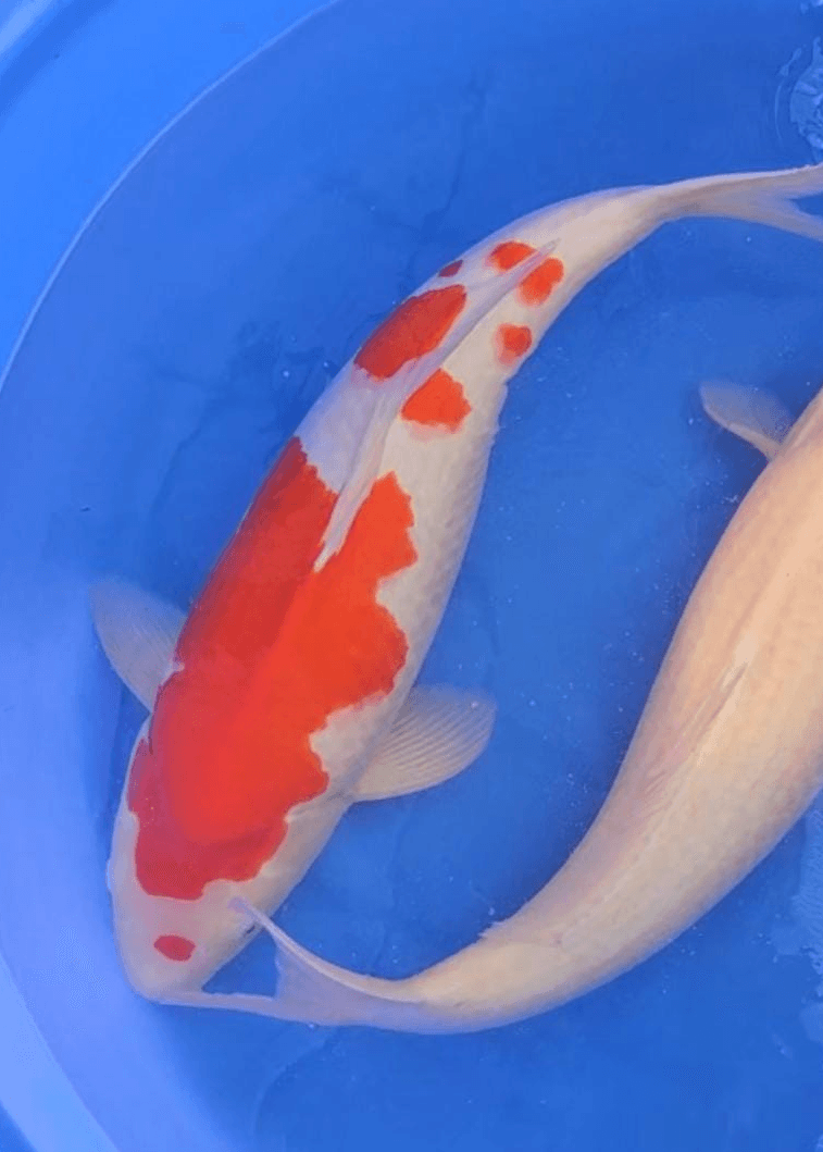 Japanse koi Marudo   Kohaku Sansai 55cm