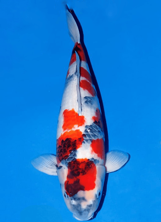 Japanse koi Ogata Showa Isa Rokusai + 68 cm Female