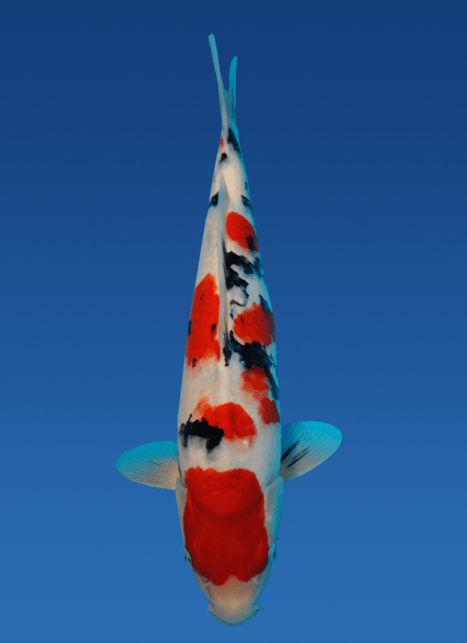 Japanse koi Momotaro Sanke Rokusai + 36 cm Female