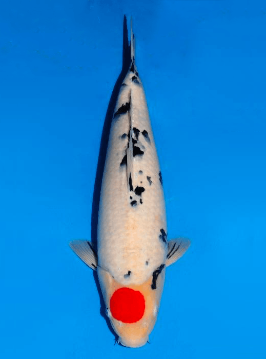 Japanse koi Dainichi Sanke MSankeJr Rokusai + 54 cm Female