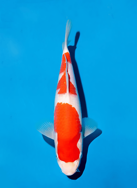 Japanse koi Ogata Kohaku Sakai Gosai 27 cm Unknown
