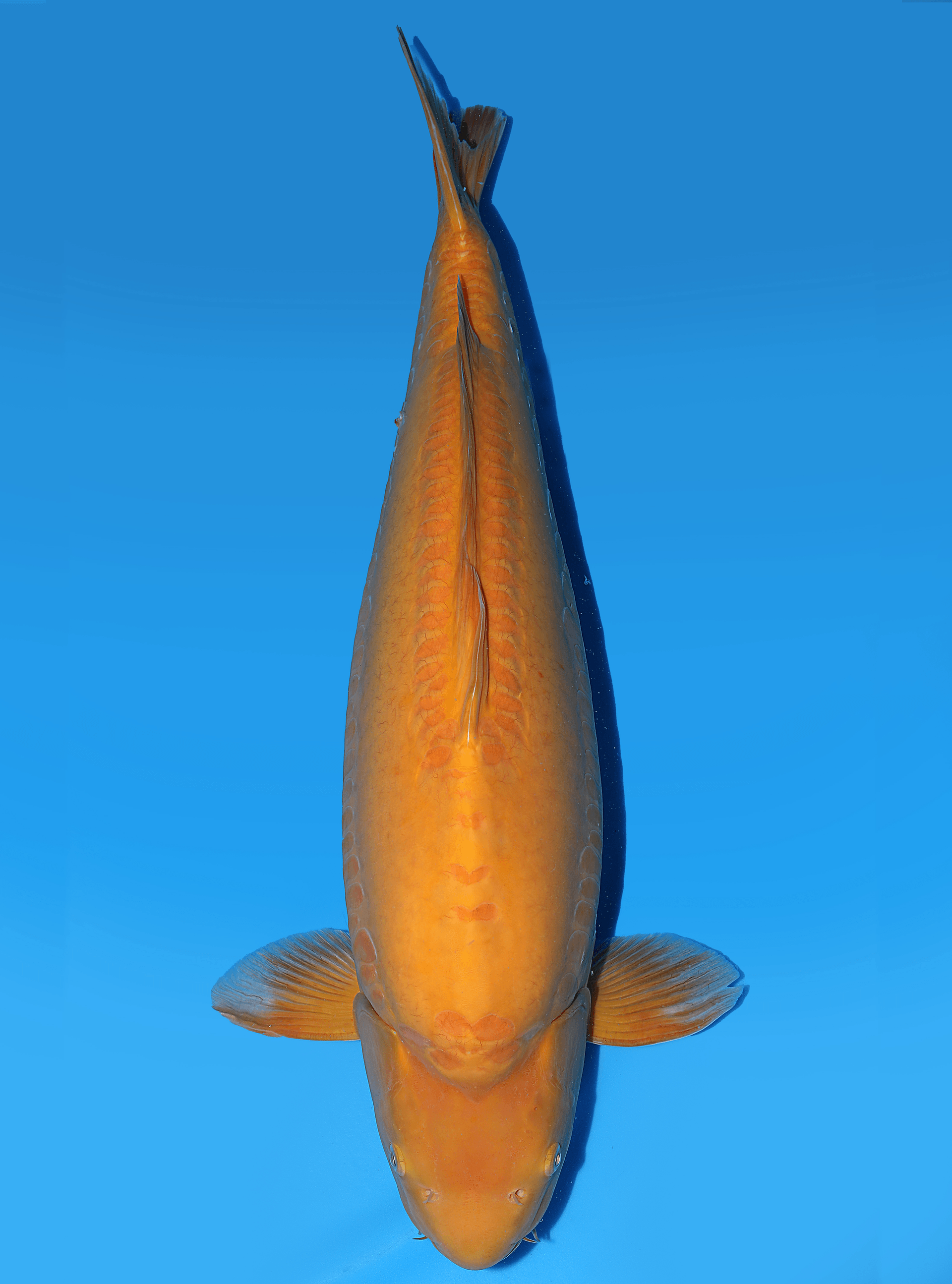 Japanse koi Yagenji Doitsu Karashigoi Rokusai + 66 cm Female
