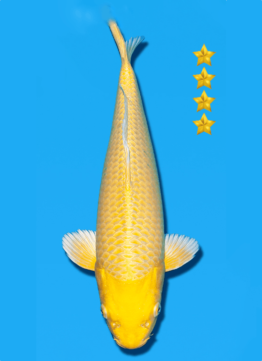 Japanse koi Ogata Yamabuki Ogon Izumiya Yonsai 40 cm Female