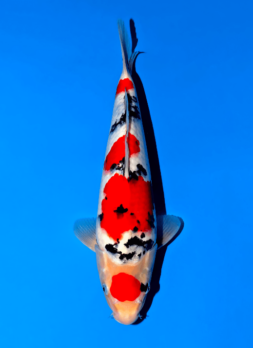 Japanse koi Momotaro Sanke American Dream Gosai 56 cm Female