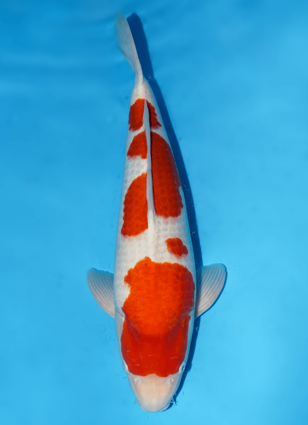Japanse koi te koop Momotaro Kohaku Yonsai 61 cm Unknown