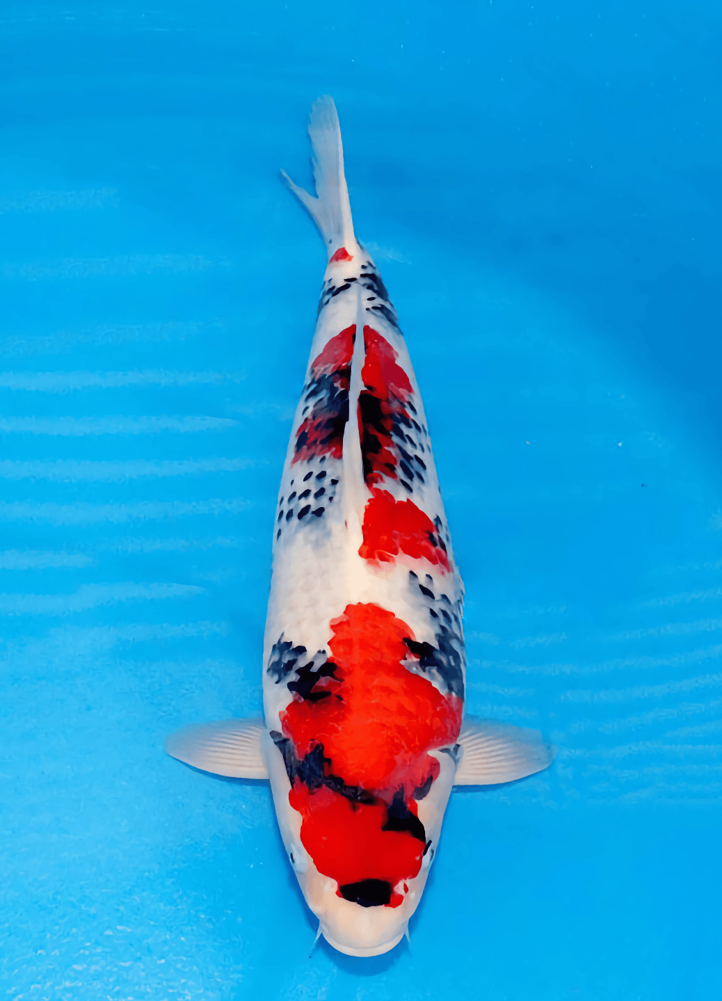 Japanse koi Marushin Showa Rokusai + 50 cm Male
