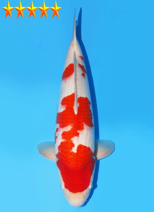 Japanse koi Dainichi Toyota Nanako x Nao  Kohaku Sansai 70cm