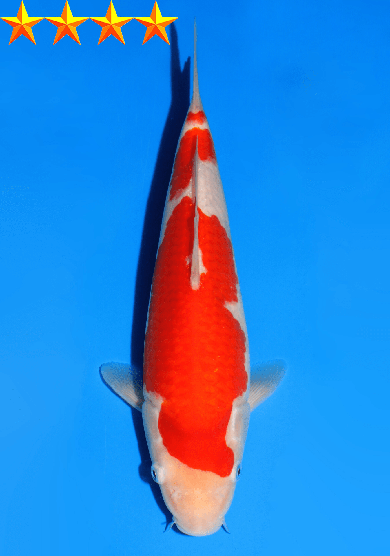 Japanse koi Dainichi Kohaku RedTiger Yonsai 27 cm Unknown