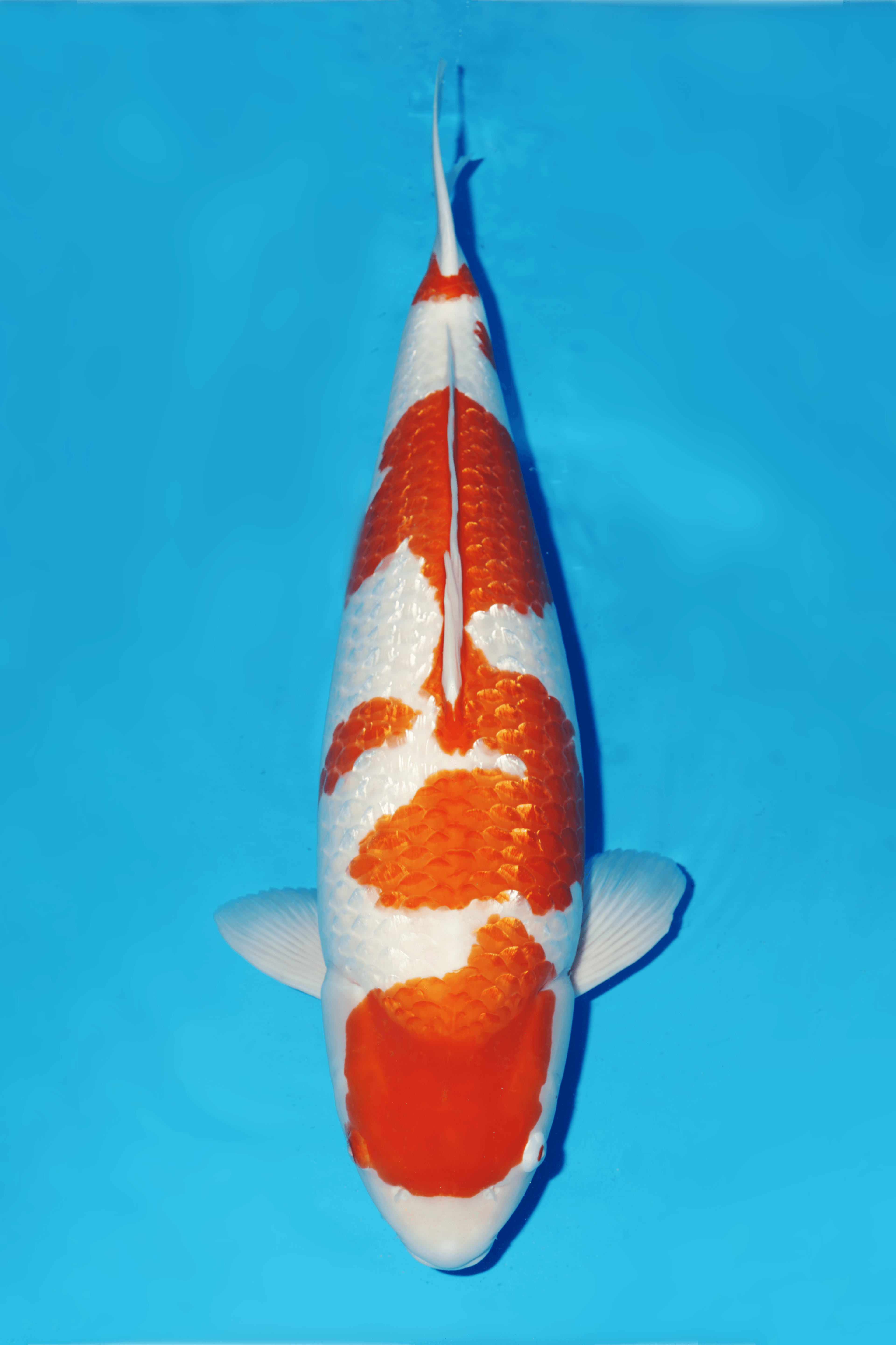 Japanse koi Momotaro  Ginrin Kohaku Gosai 84cm