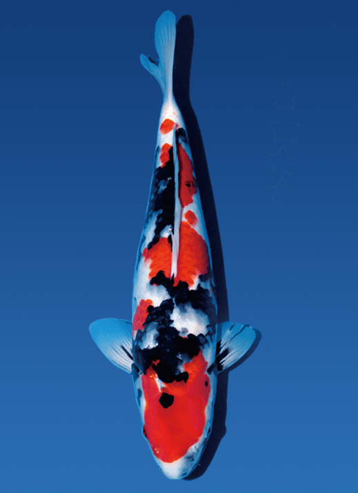 Japanse koi Isa Showa Rokusai + 46 cm Female