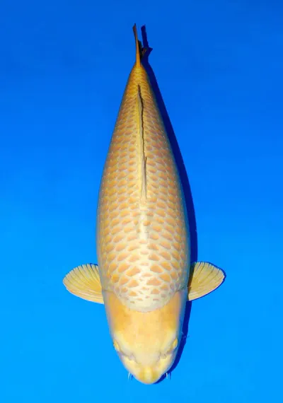 Japanse koi Sakai Fish Farm Mukashi Ogon SilverFox Rokusai + 101 cm Female