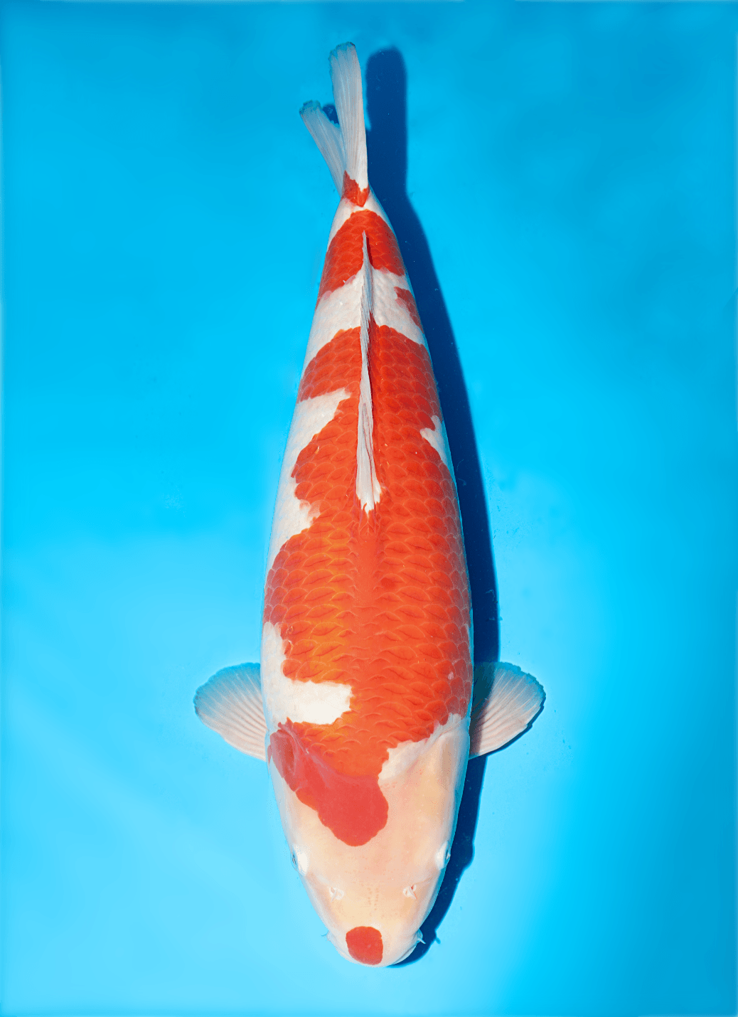Japanse koi Isa   Kohaku Nisai 54cm