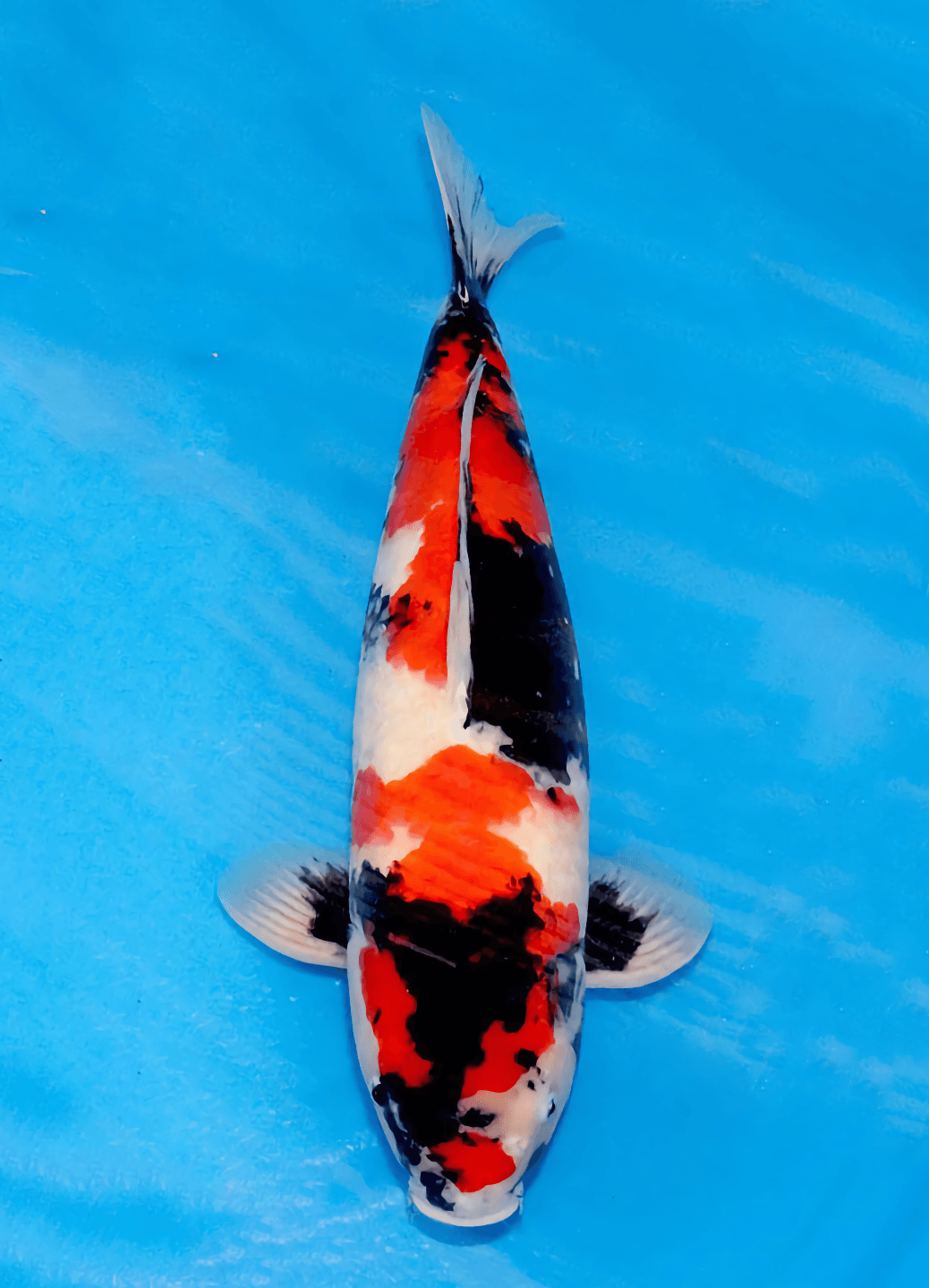 Japanse koi Marushin Showa Rokusai + 50 cm Male