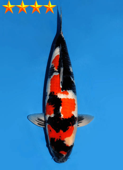 Japanse koi Dainichi BigBang  Showa Rokusai + 68cm