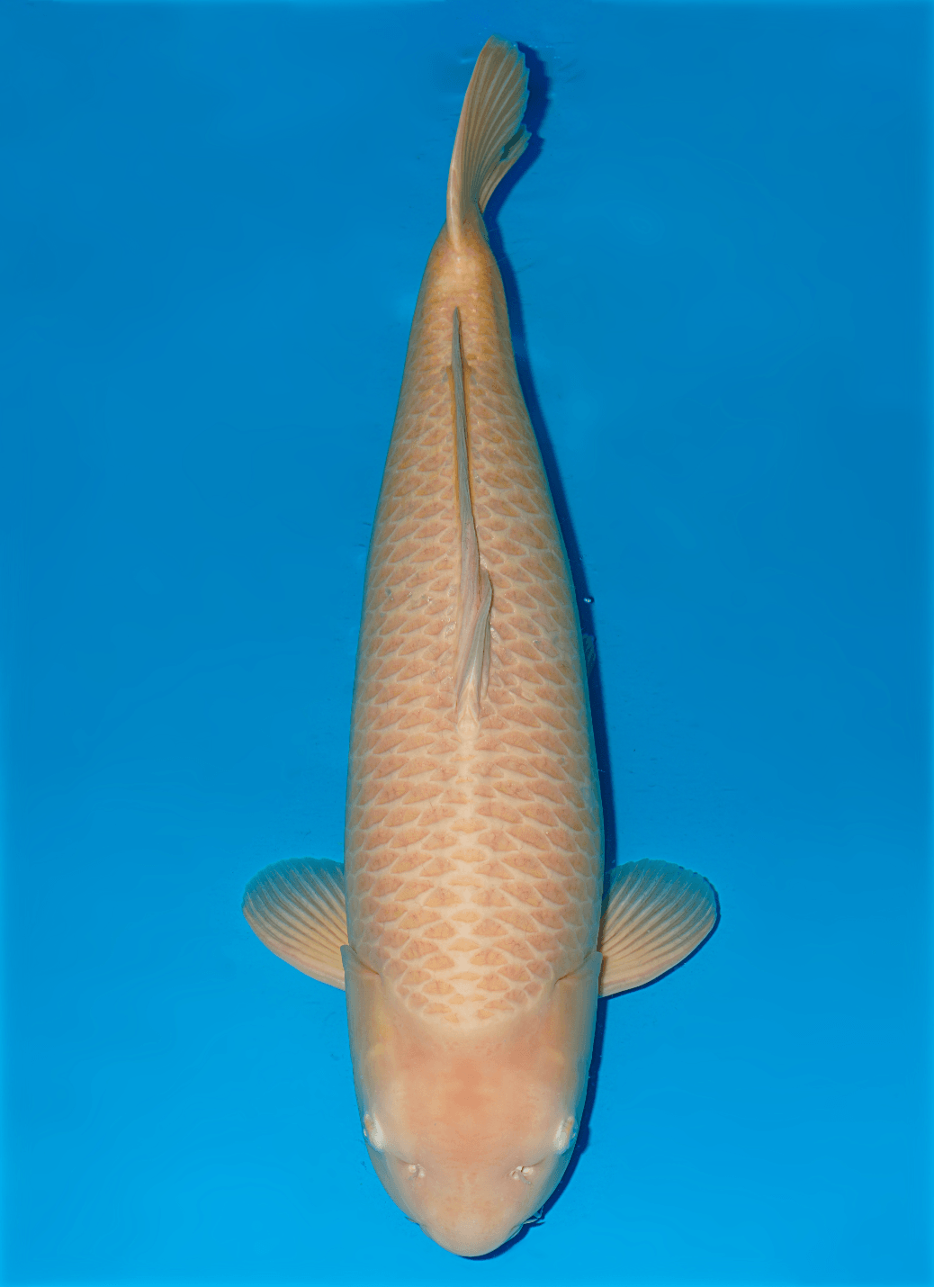 Japanse koi Izumiya Karashigoi Rokusai + 83 cm Female