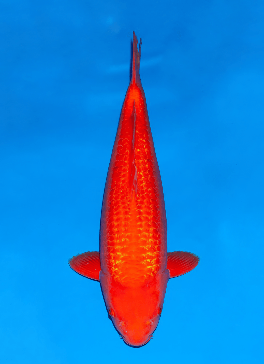 Japanse koi Ogata Ginrin Benigoi Taiho Nisai 51 cm Female