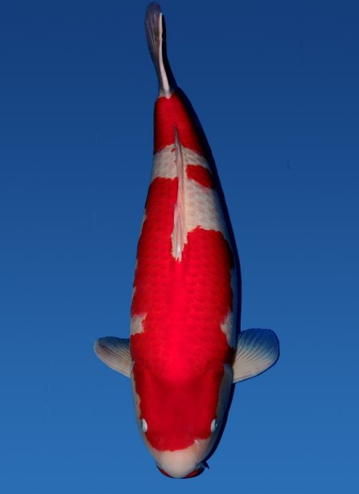 Japanse koi Nogami Kohaku Rokusai + 80 cm Female