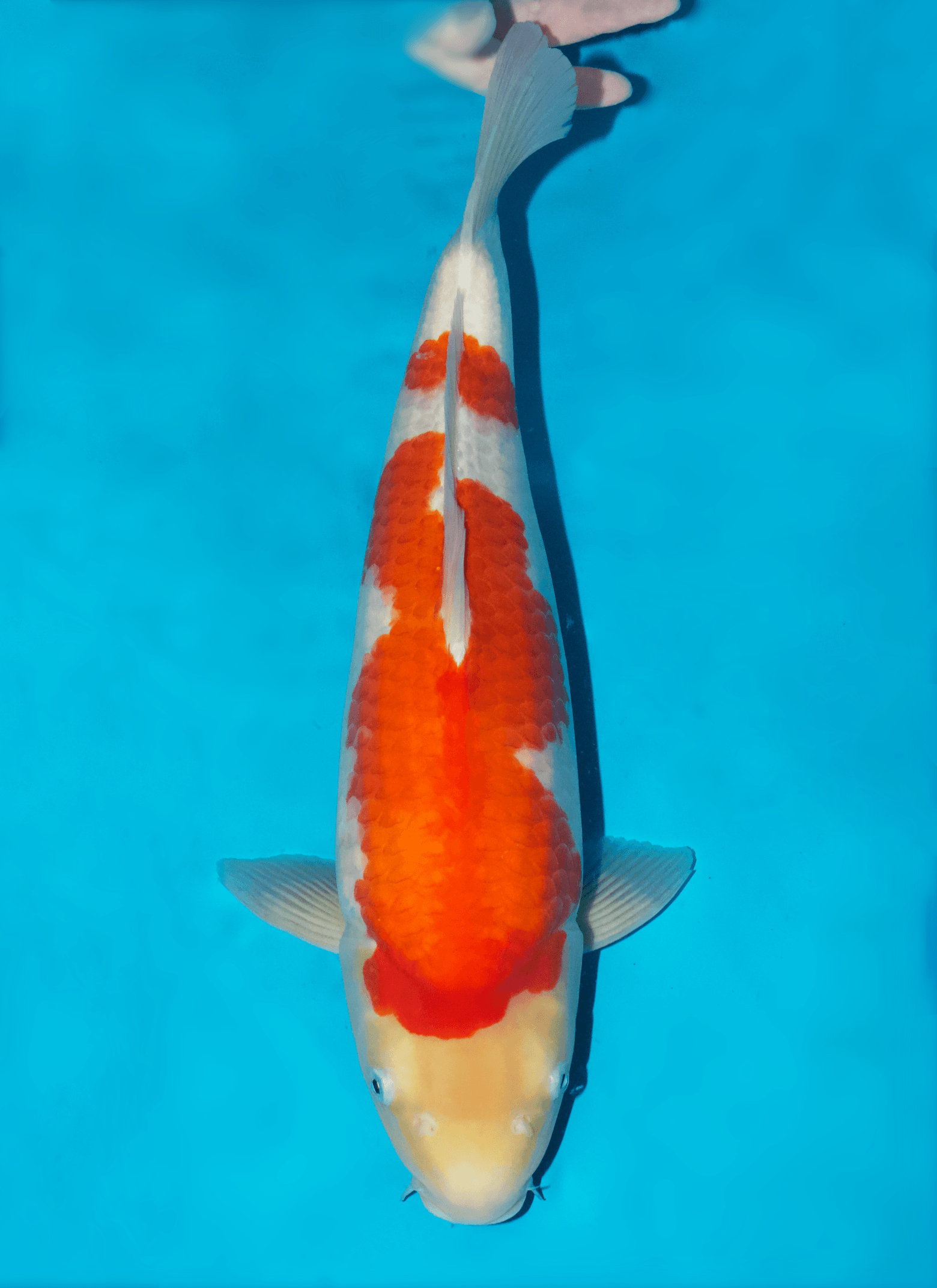 Japanse koi Dainichi Toyota Kohaku Sakai Gosai 46 cm Unknown