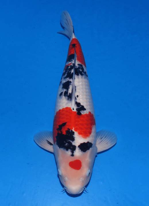 Japanse koi Tamaura    Sanke Sansai 73cm