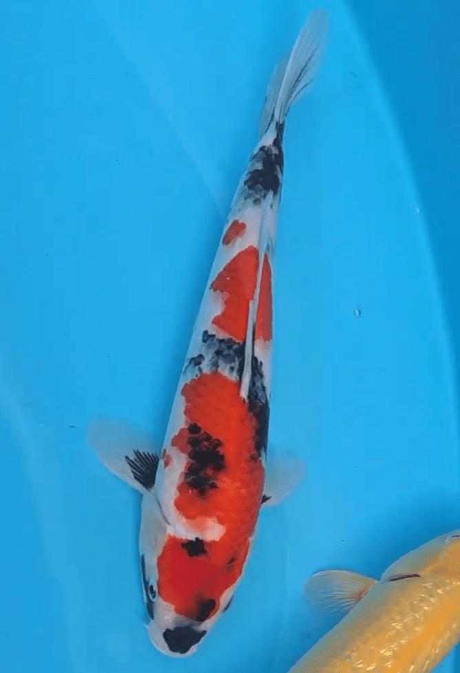 Japanse koi Yoshino   Showa Tosai 30cm
