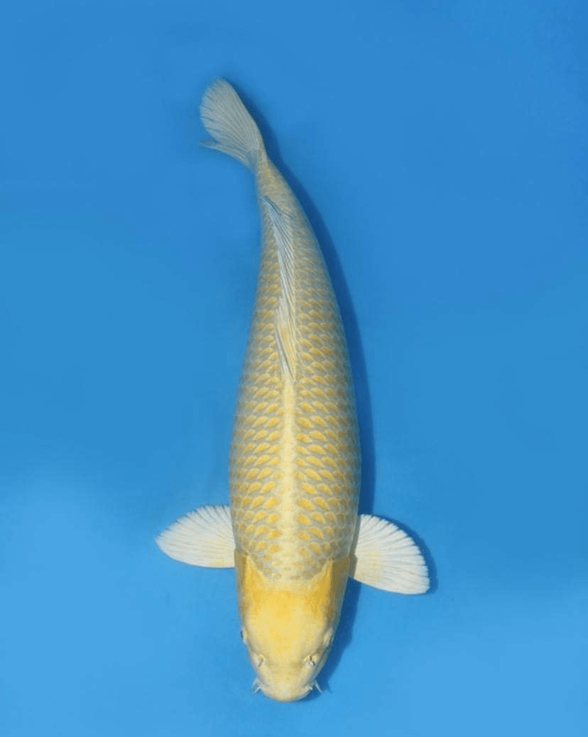 Japanse koi Izumiya Yamabuki Ogon Rokusai + 73 cm Female
