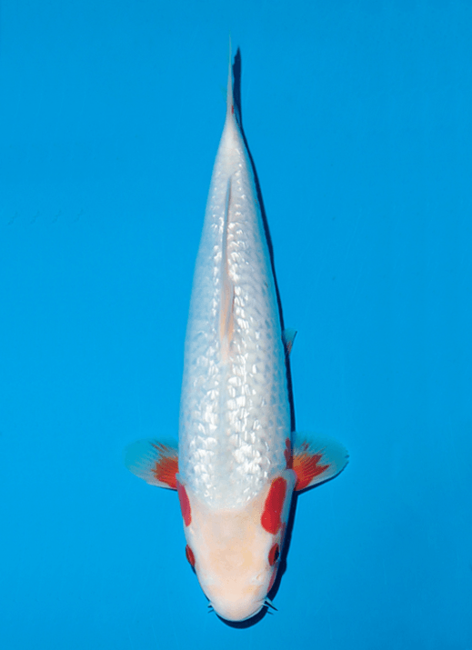 Japanse koi Ogata Ginrin Asagi Tanaka Rokusai + 49 cm Female