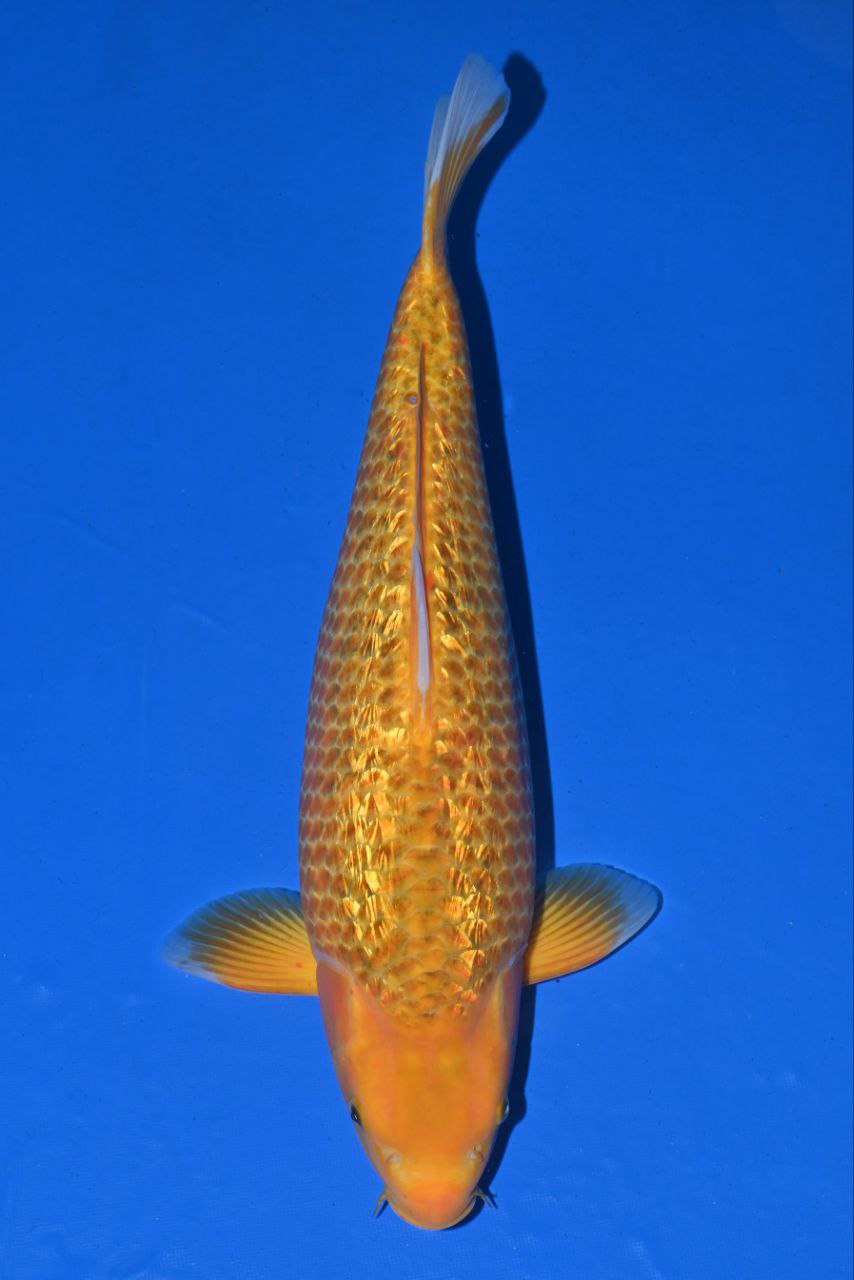 Japanse koi Taniguchi Ginrin Karashigoi Golden Corn Gosai 52 cm Female