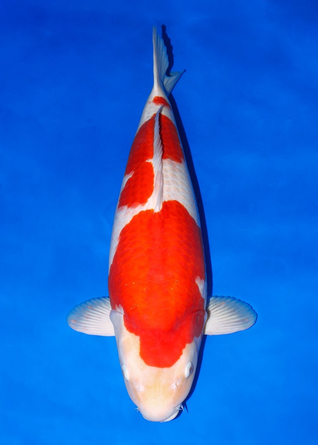 Japanse koi Isa Magatama  Kohaku Sansai 70cm