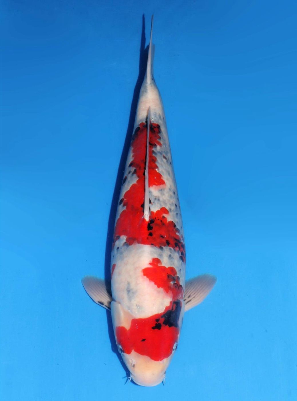 Japanse koi Dainichi Showa GachaDX Rokusai + 51 cm Male